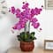 2.5ft. Pink Phalaenopsis Arrangement in Decorative Vase